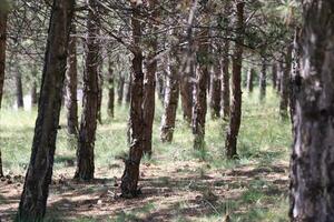 spring forest trees. nature green wood sunlight backgrounds. photo