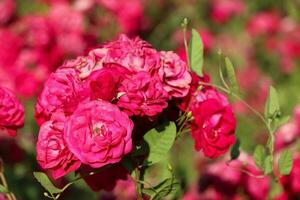 A lot of small pink roses on bush closeup in sunset garden. Pink roses bushes blooming photo