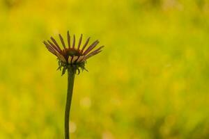 Fresh yellow flower background with dew props, beautiful nature concept photo