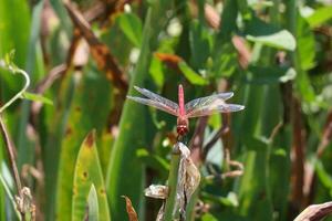 Red Dragonfly Sitting on dead tree Branch Selective Focus Macro Insect Photography photo