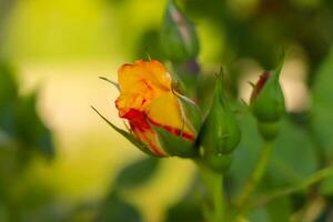 amarillo rosa, amarillo Rosa en el bosque, amarillo Rosa en el jardín, amarillo flor foto