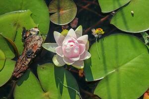 The lotus flower growing in the lake.Nymphaea.Nymphaea is a genus of hardy and tender aquatic plants in the family Nymphaeaceae. photo