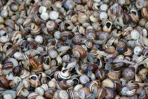 Stack of snails for sale in the souk photo