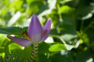 flor de plátano púrpura foto