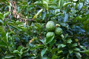 Close-up on kaffir limes in a tree photo