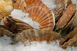 Stack of scallops on ice photo