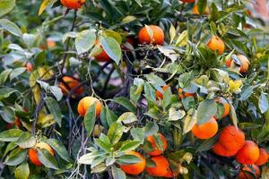 Close-up on oranges in a tree photo