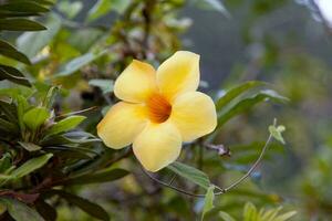 Close-up on a golden trumpet photo