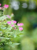 flor de color rosa que florece en el jardín borroso de fondo natural, concepto de espacio de copia para escribir diseño de texto en el fondo frontal para banner, tarjeta, papel tapiz, página web, tarjeta de felicitación día de san valentín foto