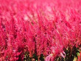 Cocks comb, Foxtail amaranth, red color Celosia argentea AMARANTHACEAE flowers blooming in garden blurred of nature background, Celosia plumose, Plumed Celusia, Wool Flower photo