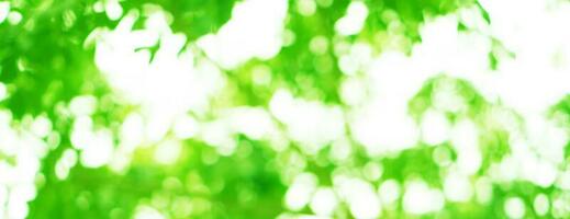 Green yellow Bokeh abstract background photo