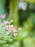 pink Rose flower blooming in garden blurred of nature background, copy space concept for write text design in front background for banner, card, wallpaper, webpage, greeting card Valentine Day photo