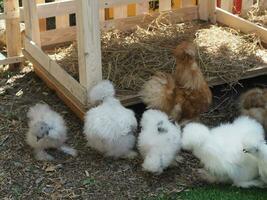 Chick Silkie Chicken Fur es similar a un hilo de seda suave con apariencia peluda, animal blanco y negro. foto