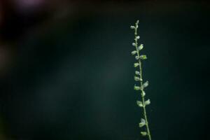 wild plants flower background photo