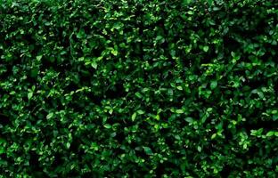 Closeup evergreen hedge plants. Small green leaves in hedge wall texture background. Eco evergreen hedge wall. Ornamental plant in backyard garden. Many leaves reduce dust in air. Natural backdrop. photo