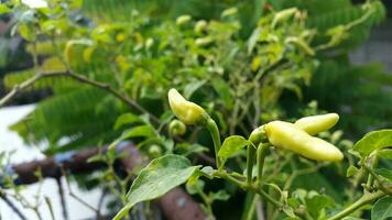 chili trees bearing green, yellow and red fruits in the garden photo