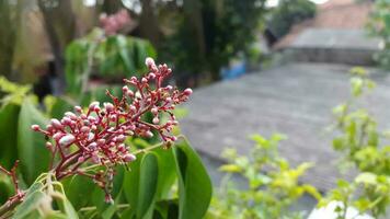 Lush and green star fruit trees bloom and bear fruit in the garden photo