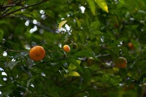 Close-up on mandarin oranges in a tree photo