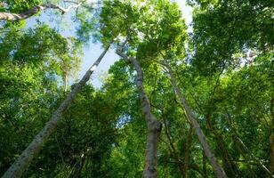 Bottom view of tree trunk to green leaves of tree in tropical forest with sunlight. Fresh environment in park. Forest tree on sunny day. Plant trees for sale carbon credit. Natural carbon capture. photo