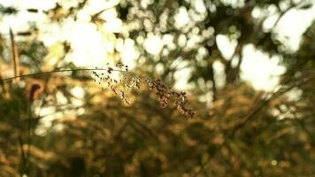 golden light at sunrise with grass video