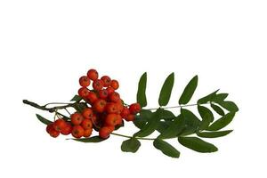 Autumn branch of red rowan berry with green rowan leaves isolated on white background photo