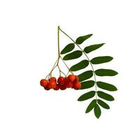 Autumn branch of red rowan berry with green rowan leaves isolated on white background photo