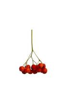 branch of red rowan berry isolated on white background photo