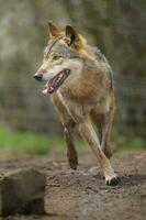 Eurasian wolf in zoo photo
