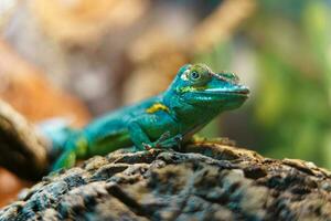 Baracoa giant anole photo