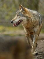 Eurasian wolf in zoo photo