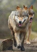 eurasiático lobo en zoo foto