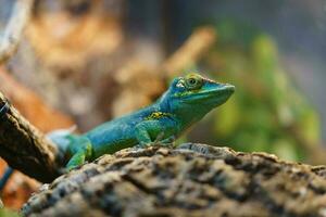 Baracoa giant anole photo