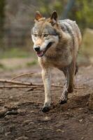 Eurasian wolf in zoo photo
