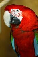 Scarlet macaw in zoo photo