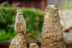 suricata en piedra foto