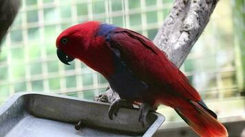 seks vogels, welke heeft de wetenschappelijk naam eclectus roratus of ook bekend net zo de moluks eclectus video