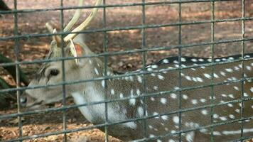 rusa total avec le scientifique Nom axe axe à zoo dans raguna. autre des noms sont Pointé cerf, chital cerf, ou axe cerf video