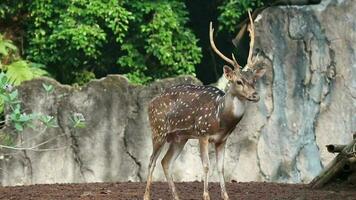 Rusa Totol with the scientific name Axis axis at Zoo in Raguna. Other names are Spotted deer, Chital deer, or Axis deer video