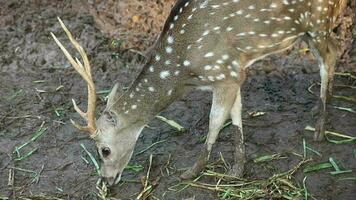 Rusa Totol with the scientific name Axis axis at Zoo in Raguna. Other names are Spotted deer, Chital deer, or Axis deer, video