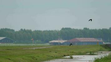 Airport airfield on a summer morning, aircraft taxiing in the background blurred background. Bird fly over the runway video