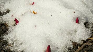 Time Lapse shot of melting snow unveiling peony sprout video