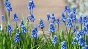 vliegend bij en druif hyacint bloemen. blauw bloeiende muscari armeniacum in de vroeg voorjaar Aan een zonnig dag video