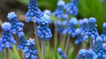 skön vår landskap med blå muscari blommor video