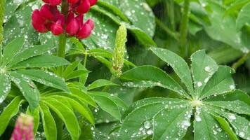 röd lupin blommor och löv med regndroppar, långsam rörelser, lupinus vargaktig video