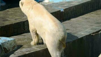 oso polar hembra con dos cachorros jugando en el agua video