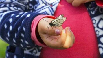 Aporien crataegi schwarz geädert Weiß Schmetterling Sitzung auf das Palme von wenig Mädchen video