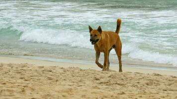een hond liep eenzaam Aan de strand door de zee, nai harn strand, phuket, Thailand video