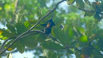 raposa voadora de lyle pteropus lylei pendura em um galho de árvore e lava video