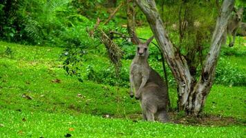 wildes graues Känguru, das Gras in einem Safaripark frisst video