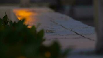 A small Gecko lizard resting on a rock, stone at sunset. Exotic reptiles, Thailand video